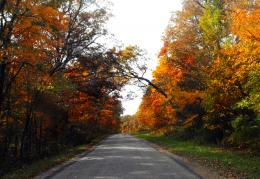 Autumn Trees